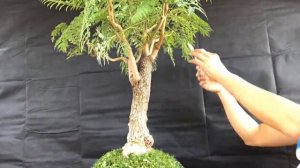 Bonsai - Jacaranda Tree - pruning and guy wiring June 10 2019