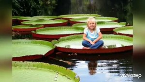 Интересные факты о цветах. "Все обо всем!" (2)