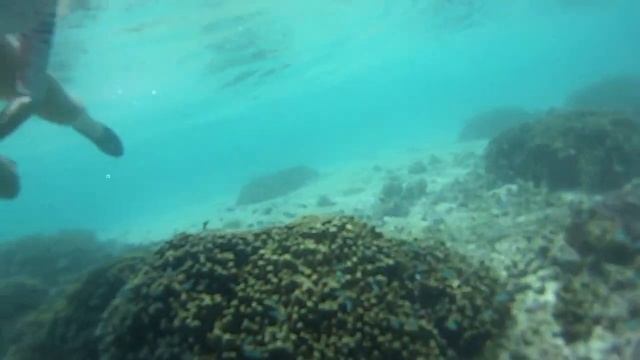 Cinnamon Dhonveli Maldives риф кораллы Reef