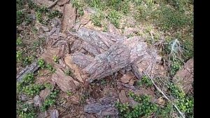 Мастер класс: добываем грунт для растений кислых почв/сабельник/веретеница