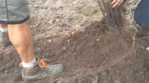 Копка картошки мотоблоком .