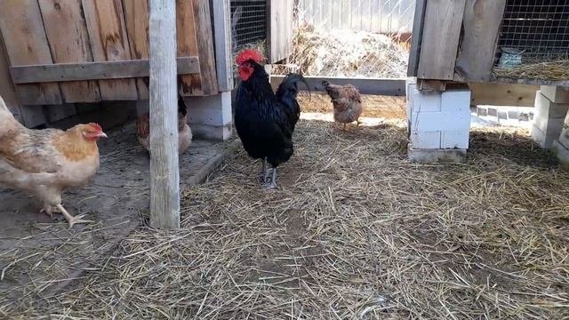 Итоги скрещивания породистых кур.