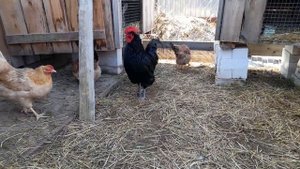 Итоги скрещивания породистых кур.