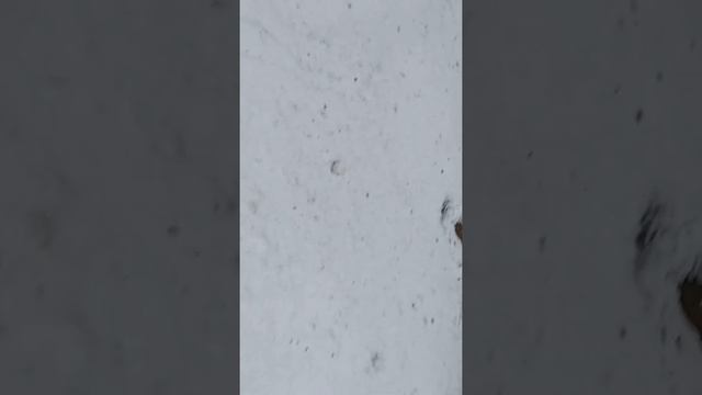 Святой источник Саввы Сторожевского смотреть онлайн