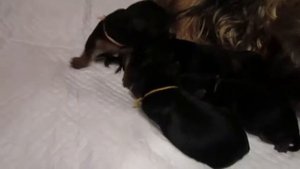Новорожденные щенки йорки