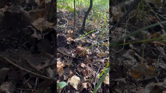 #грибы#подосиновики# смотреть онлайн