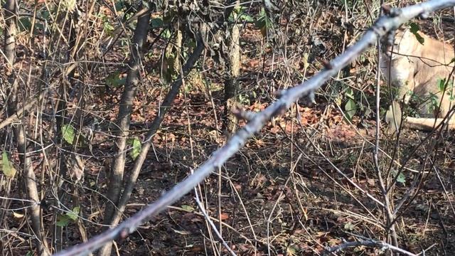 Пумы в Тайгане смотреть онлайн