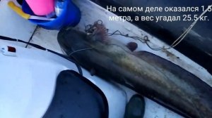 Сом на квок. 25.5 кг. Кама.