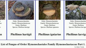 List of Fungus of Order Hymenochaetales Family Hymenochaetaceae Part 2. phellinus inonotus radiata