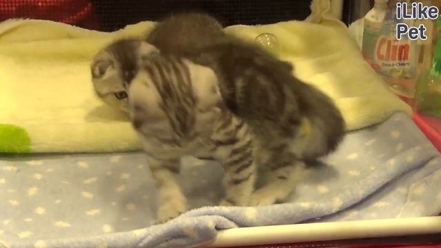 Какие породы кошек самые добрые?