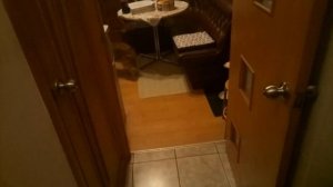Как спаниель Сема встречает хозяина.