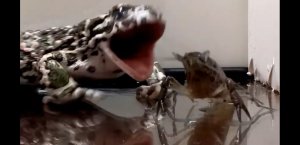 хрустящая еда / жаба против раков / кто вкуснее / 【ЖИВОЕ КОРМЛЕНИЕ】