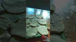 Пельмени из изолята соевого белка