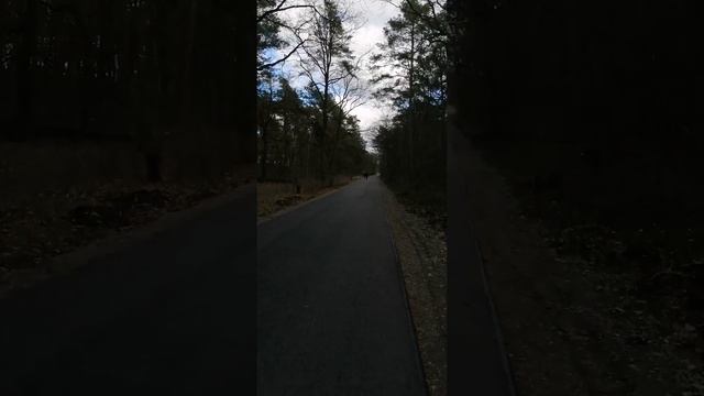 Прогулка в лесу (окрестности Берлина, 26.02.2023) смотреть онлайн