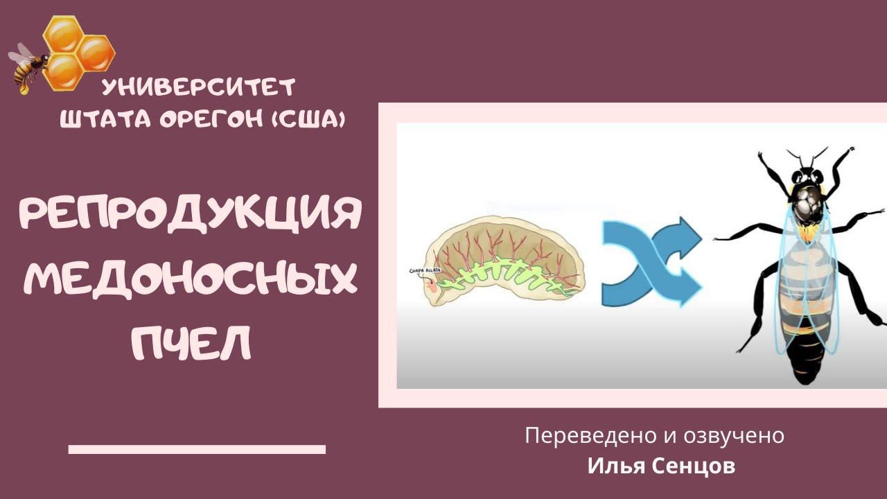 Репродукция медоносных пчел: развитие расплода и типы особей в улье (США, Университет шт.Орегон)