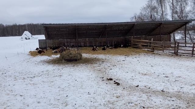 Телята КФХ Герефорд в 2022 году