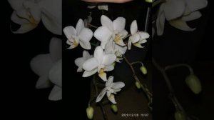 Орхидея"Софт Клауд"