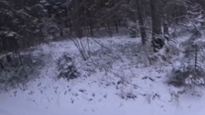 Охота на зайца с Русскими гончими  14 12 20