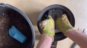 Гортензия Сандей Фрайз  Обрезка Черенкование