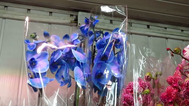 Мы у Олега!Любуемся красотой!!!! смотреть онлайн