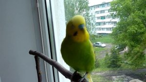 Попугай на свободе//Волнистый попугай//Птицы//Животные