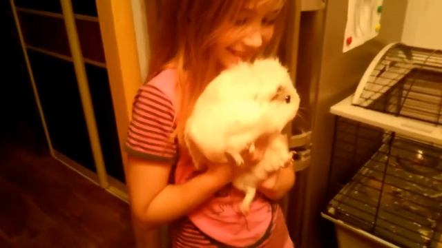 Наша красивая белая морская свинка Снежок) смотреть онлайн