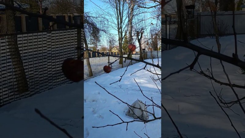 Яблочки ещё висят, продолжаю смотреть дальше... Дачные будни.