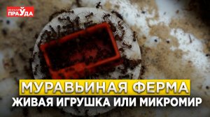 МУРАВЬИ НА АРЕНЕ | КАК СОЗДАЮТ МУРАВЬИНЫЕ ФЕРМЫ И ДЛЯ ЧЕГО ОНИ НУЖНЫ