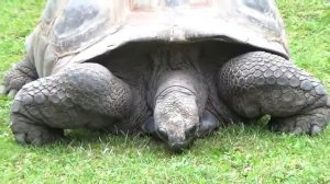 צב אלדברה | Aldabra Giant Tortoise (Aldabrachelys gigantea) Prague Zoo