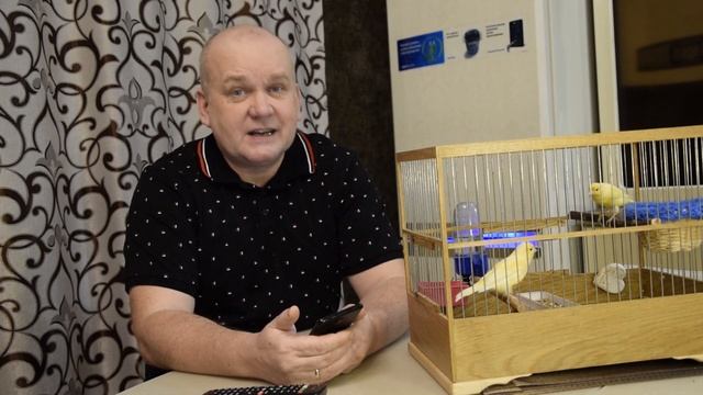 ПРОПАЛА ПЕРВАЯ КЛАДКА У КАНАРЕЕК. ЧТО ДЕЛАТЬ ДАЛЬШЕ. Первый блин комом. смотреть онлайн