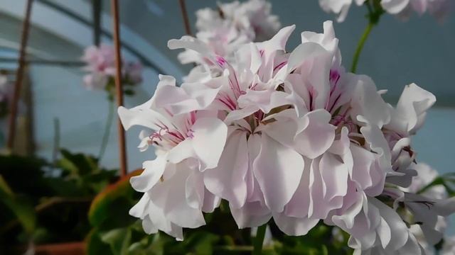 Gorgeous ivy pelargonium 'Jips Raffles' in bloom. смотреть онлайн