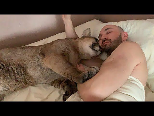 Лучший доктор-пума Месси.