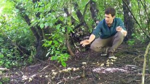 St Georges Mushroom - Foraging UK - (Calocybe gambosa)