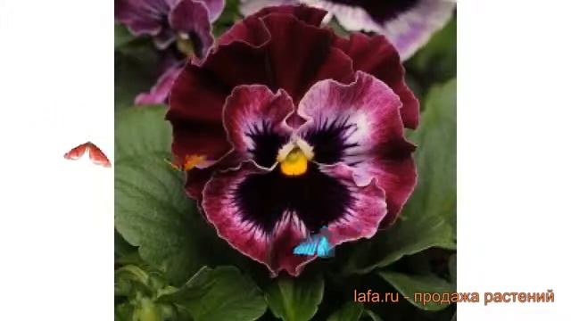 Виола ампельная Распберри ? ампельная виола Распберри обзор: как сажать, семена виолы Распберри