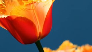 Цветы слайд шоу