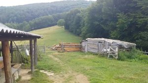 Гуцулы варят идеальную брынзу  в Карпатах