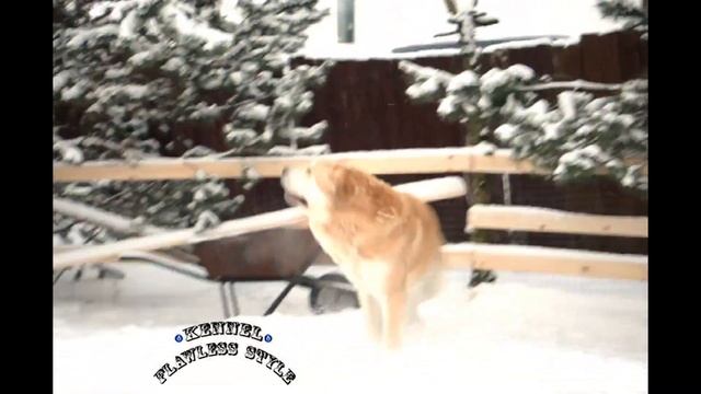 Лучшая порода собак для охраны частного дома испанский мастиф
