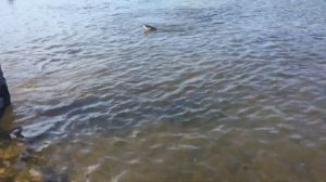 Аэролодки Берег-350. Рыбалка на р. Косьва. ТЕСТ НА КАМЕННОЙ РЕКЕ