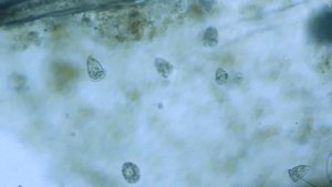 Микро мир при помощи Levenhuk 320.mp4