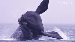 Южный гладкий кит