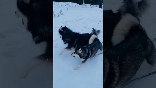 семейные новогодние разборки???  #суетунавестиохота #huskyfamily #happynewyear