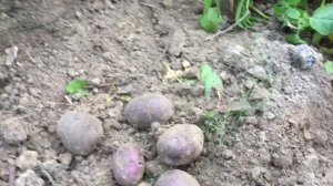 Картофель "Голубой Дунай"