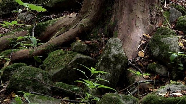 Лазовский заповедник. Остров Петрова смотреть онлайн
