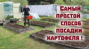 Вернули пчел и сажаем картофель самым простым способом!