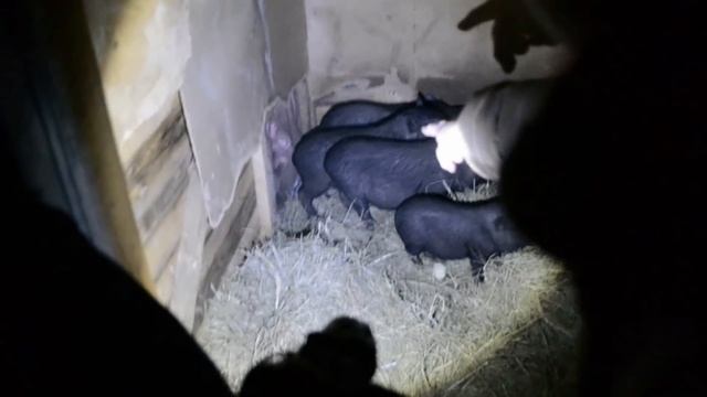 Продажа вислобрюхих поросят зимой / вьетнамские свиньи смотреть онлайн