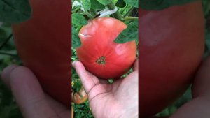 Сорт томата «Черногория «