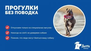 Как научить собаку команде "Ко мне"? Как научить собаку команде "Дай"? Прогулки без поводка (Урок 8