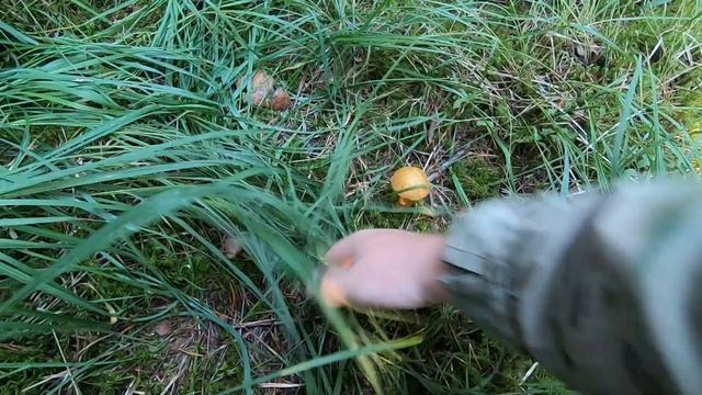 Грибы на севере Московской области отсутствуют от слова вообще смотреть онлайн