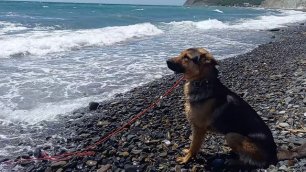 Верный пёс ждет хозяина из дальнего плавания