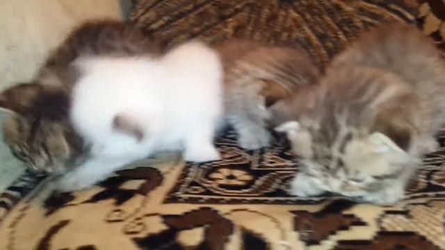 Маленькие Шотландские котята.